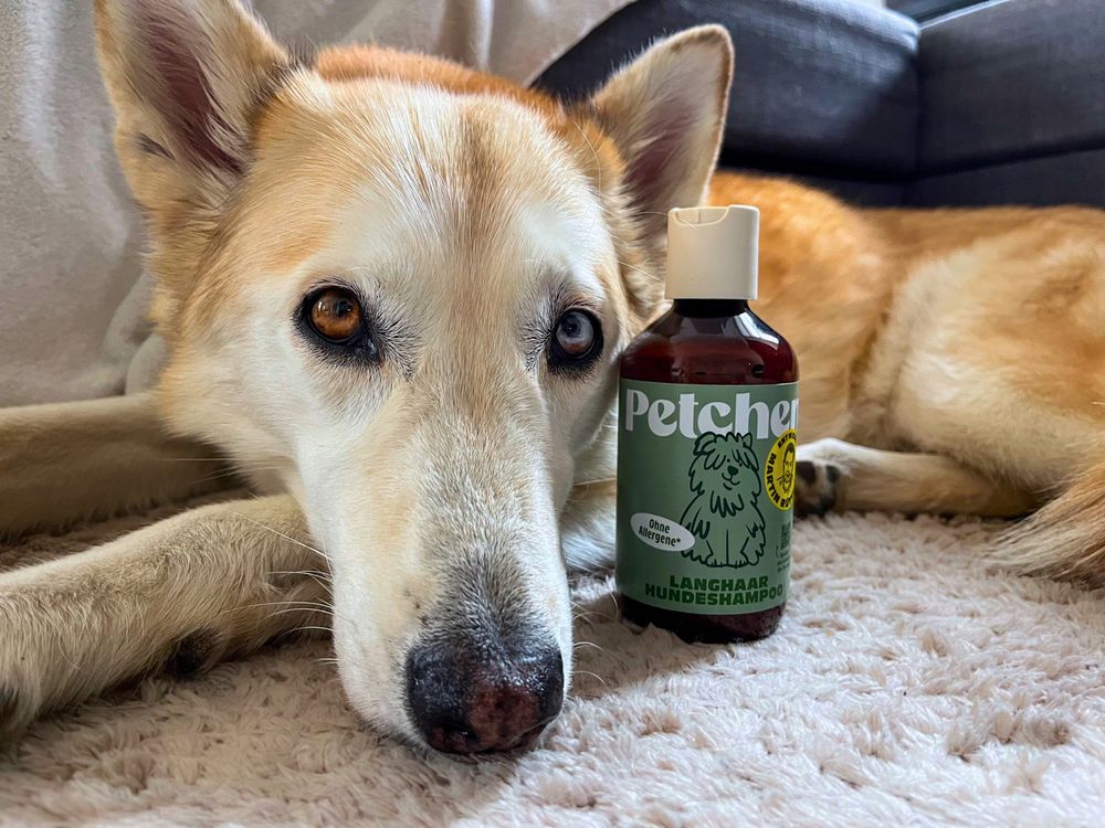 Gesundes und nachhaltiges Hundeshampoo f&uuml;r Langhaar Hunde von Petchen im Test