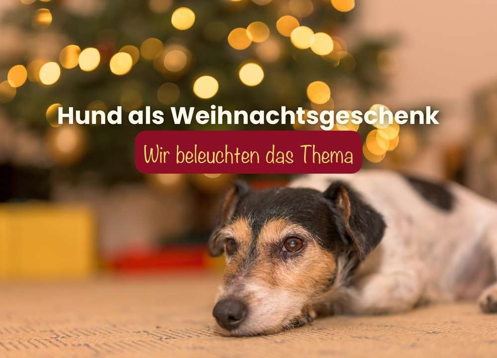 Blog-Hund als Weihnachtsgeschenk - was du beachten und wissen solltest -Bild