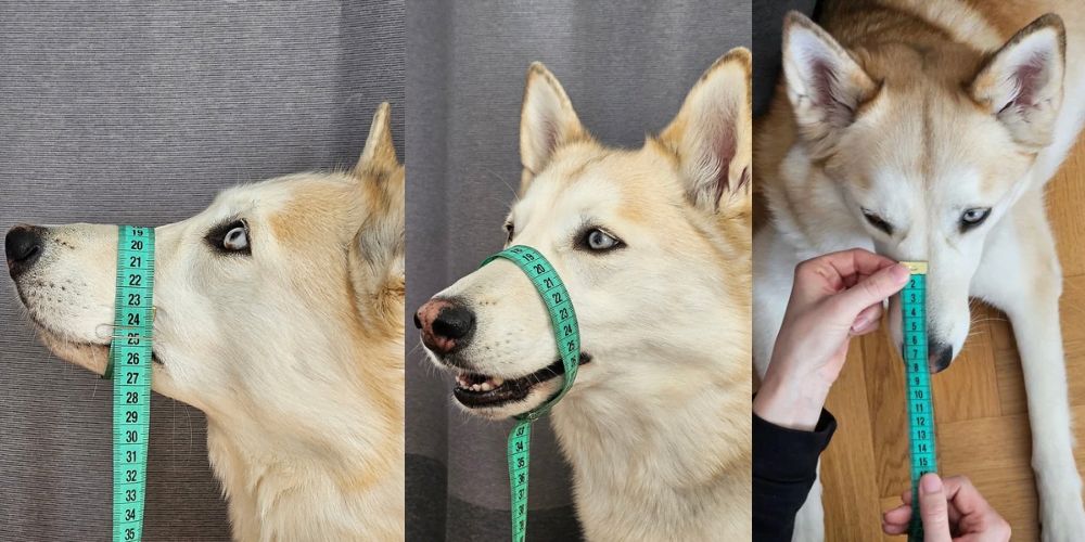 Schnauzenumfang, Hechelma&szlig; und Schnauzenl&auml;nge wird bei Kaya mit Ma&szlig;band gemessen