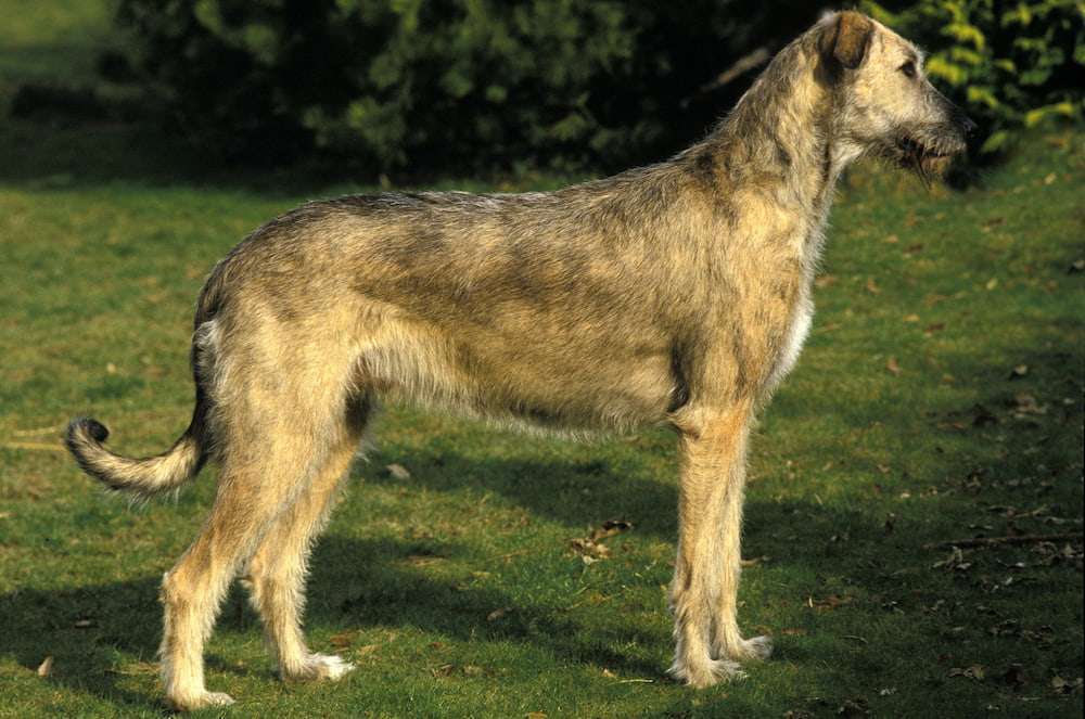 Hunderassen-Irischer Wolfshund-Bild