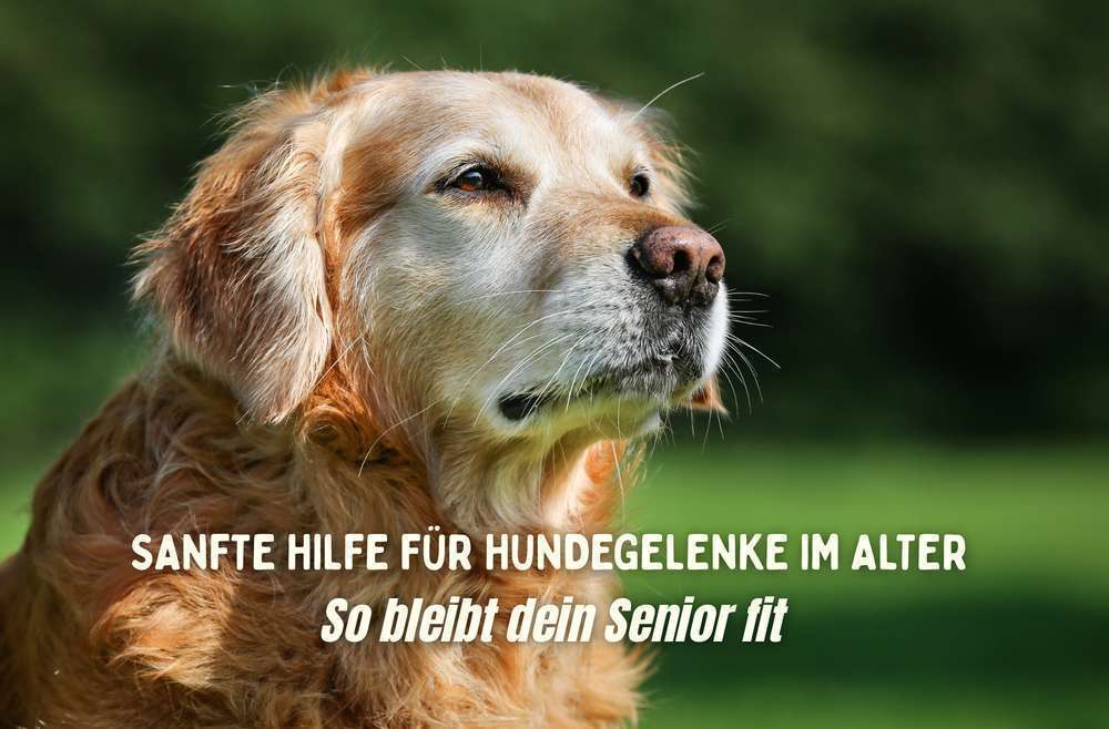 Blog-Wenn der Hund älter wird – wie Mobeel von Heel Vet Gelenke unterstützt und Bewegungsfreude zurückbringt 🐾-Bild
