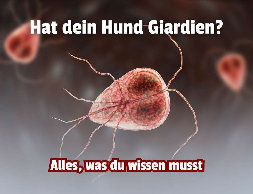 Durchfall beim Hund? Giardien erkennen und vorbeugen