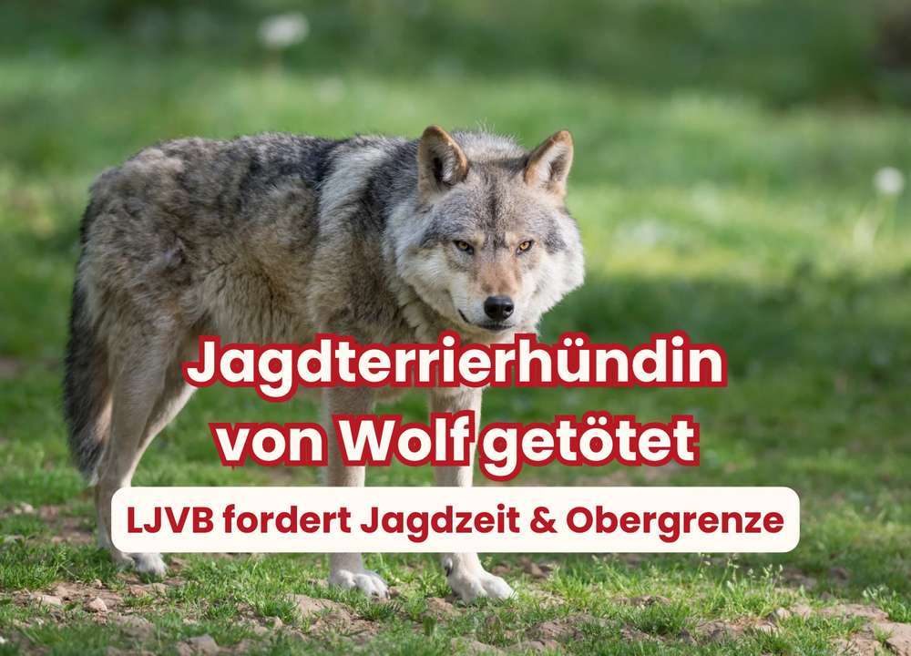 Blog-Jagdhund bei Nachsuche von Wolf getötet – Diskussion um Wolfsmanagement entfacht-Bild