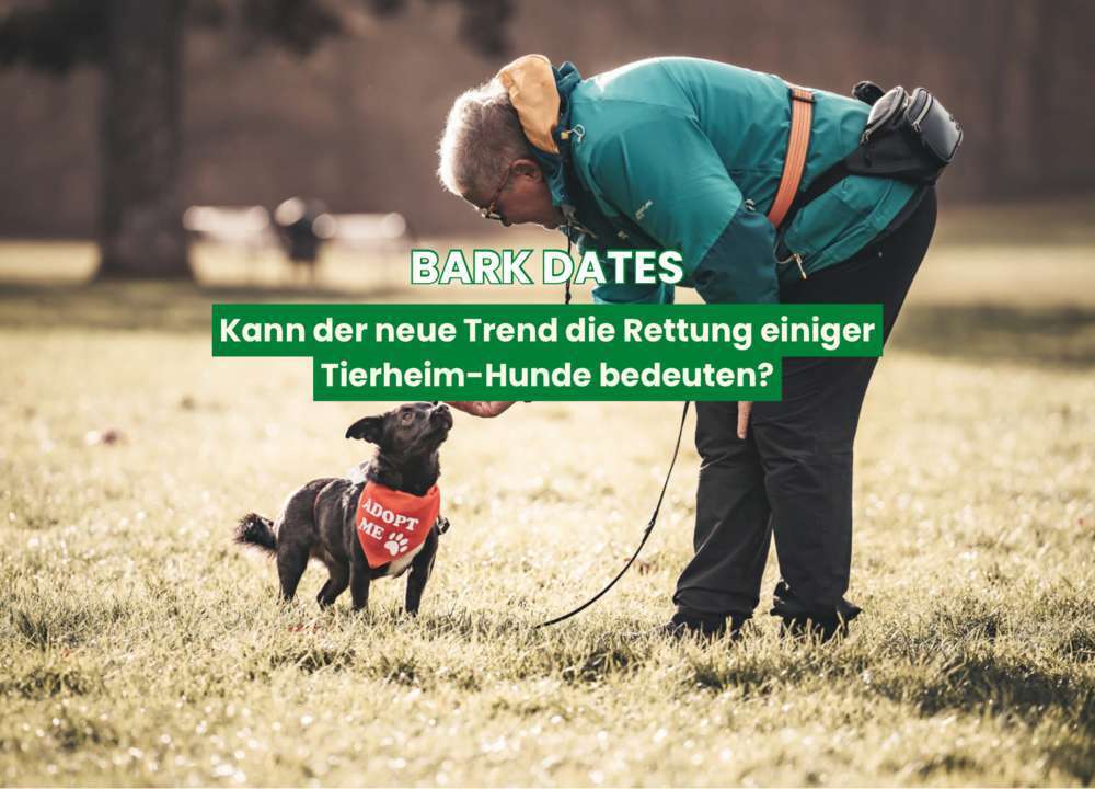 Blog-Der neue Trend „Bark Date“ - würdest du mitmachen?-Bild