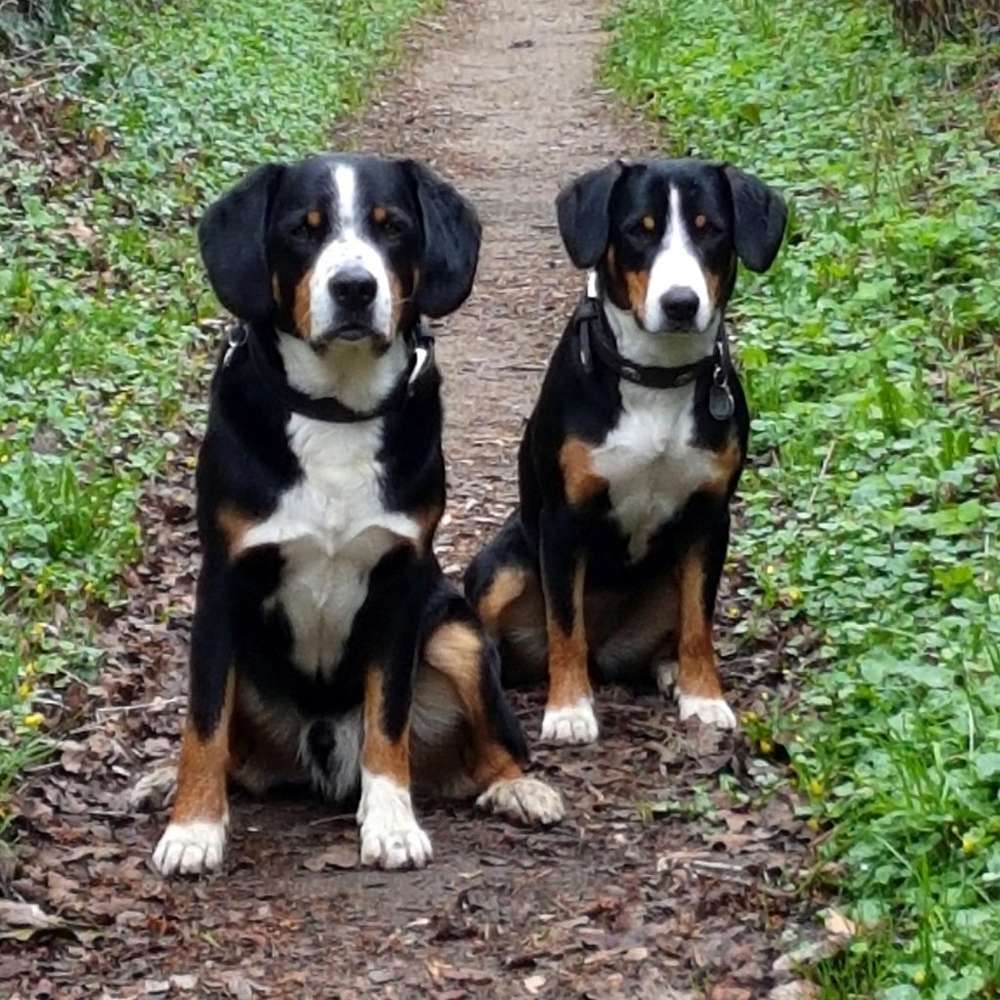 Hunderassen-Entlebucher Sennenhund-Bild