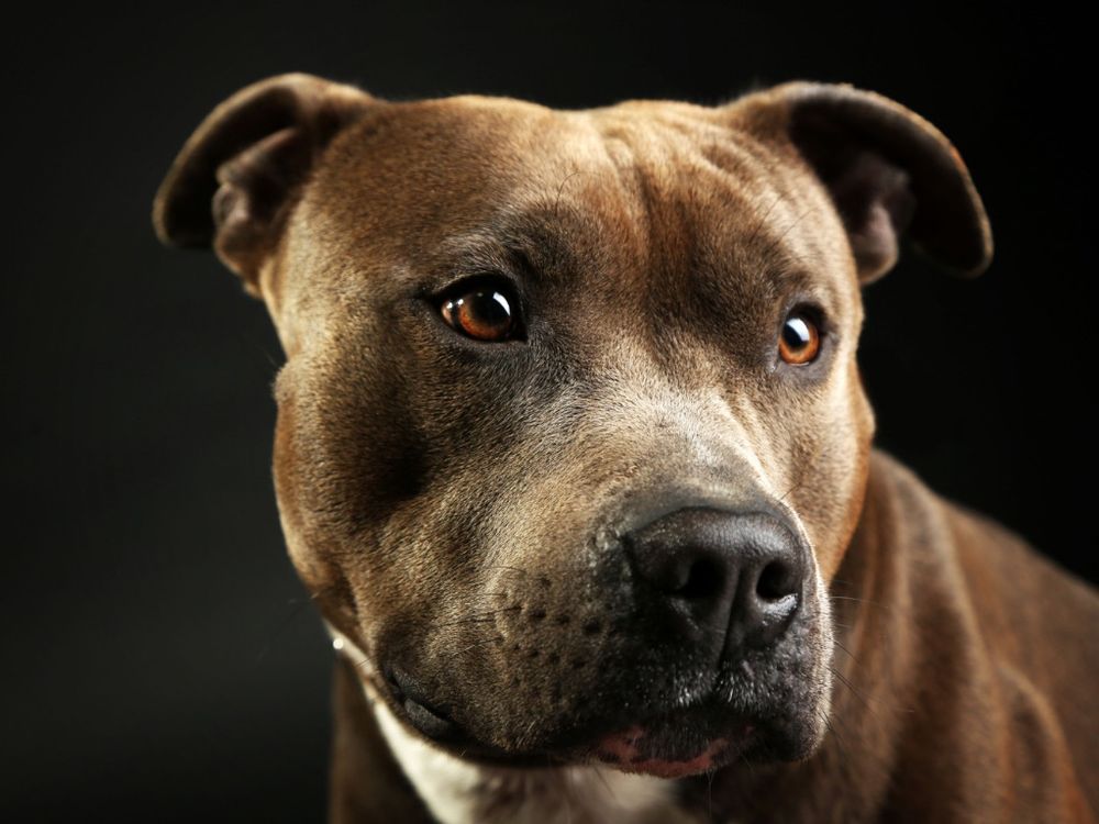 American Staffordshire Terrier