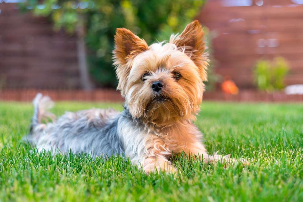 Hunderassen-Yorkshire Terrier-Bild
