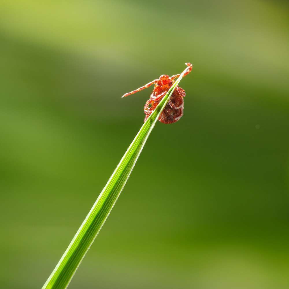 Blog-Grasmilben - So erkennst einen Befall bei deinem Hund -Bild
