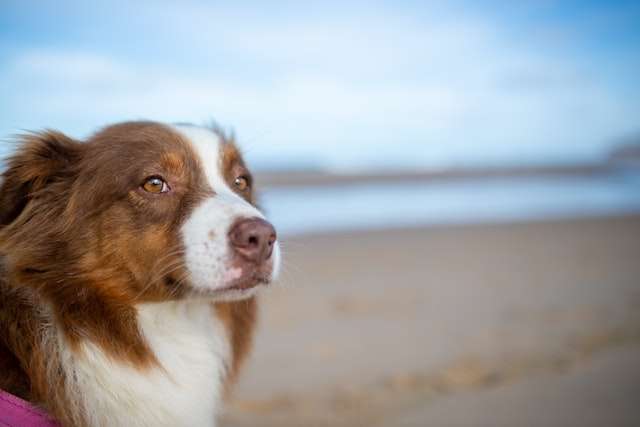 Australian Shepherd