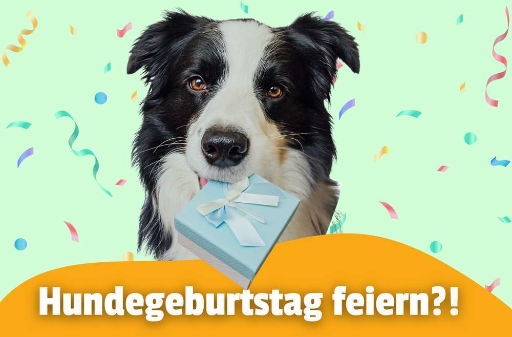 Blog-🐶 Hundegeburtstag feiern – völlig übertrieben oder einfach Ausdruck von Liebe? 🎂-Bild