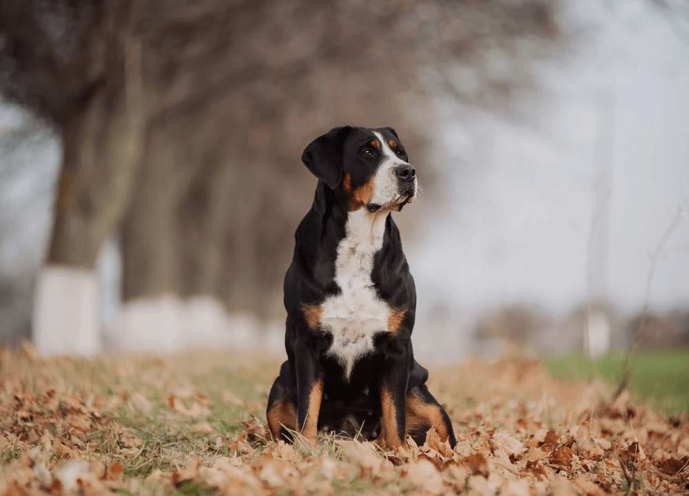 Hunderassen-Großer Schweizer Sennenhund-Bild
