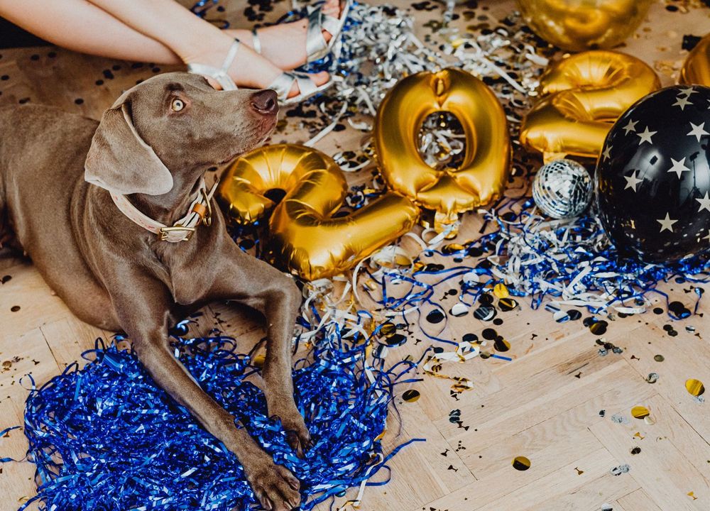 Hund liegt an Silvester zwischen Lametta