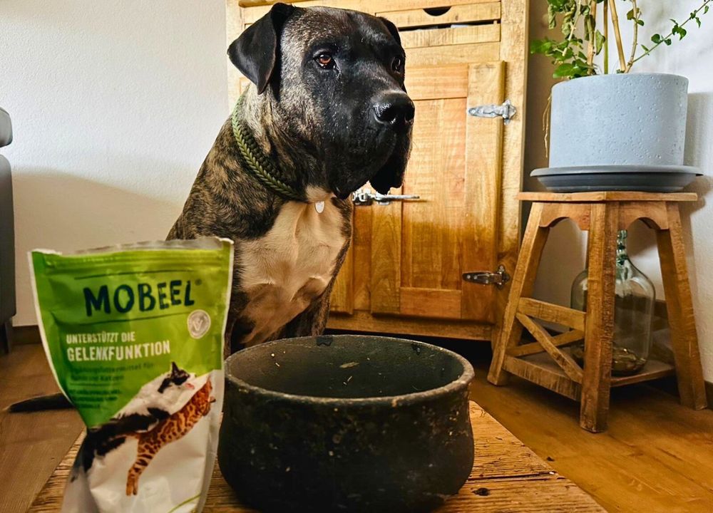 Buddy mit Mobeel