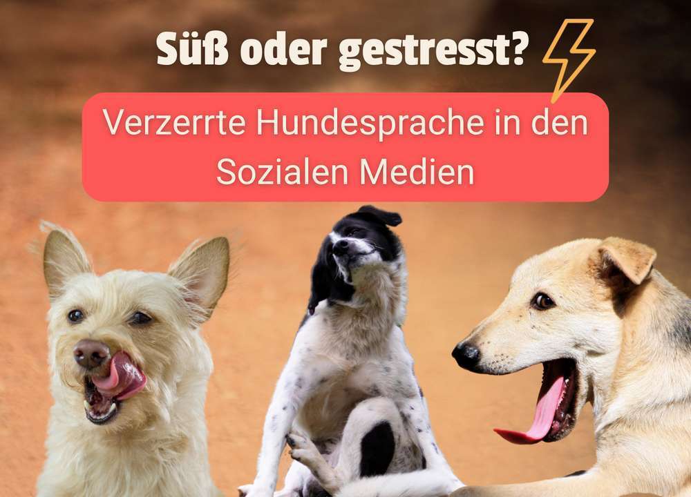 Blog-Wenn „süß aussehen“ eigentlich Stress bedeutet – Warum wir lernen müssen, Hunde besser zu verstehen-Bild