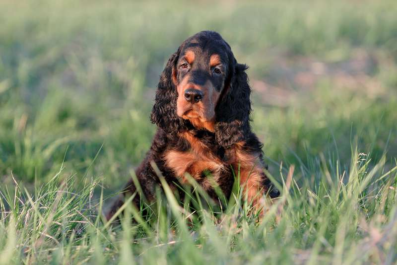 Gordon Setter