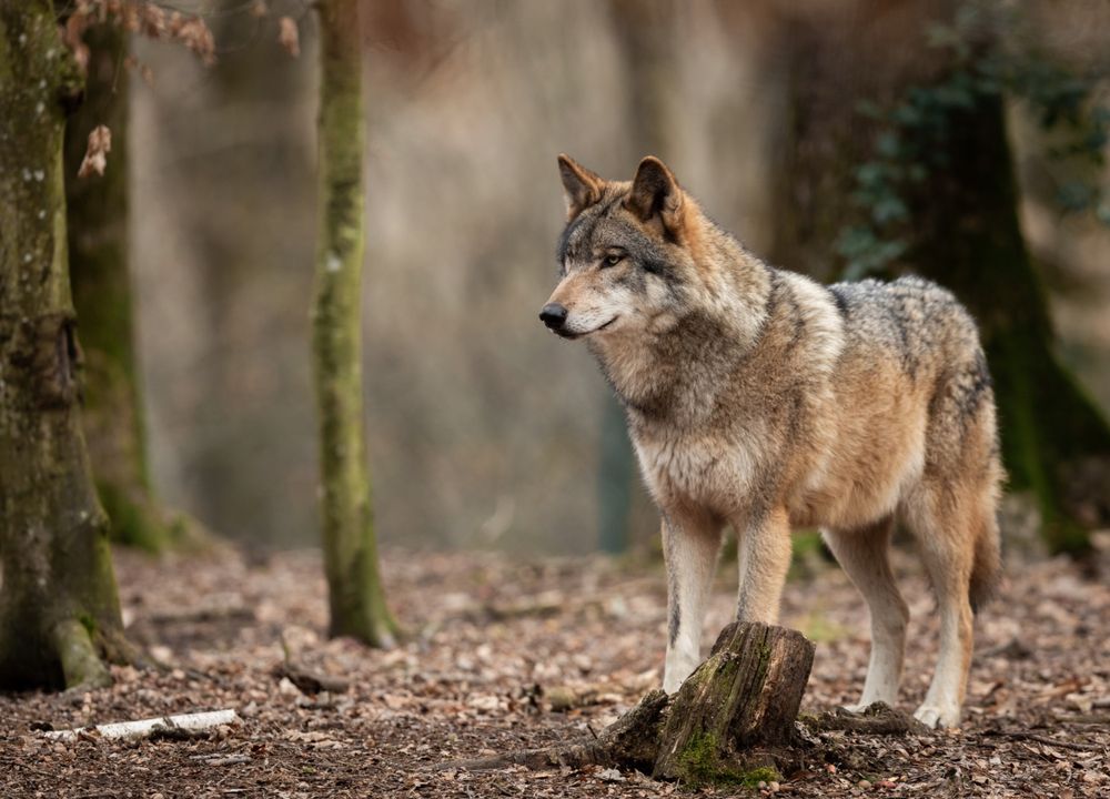 Wolf im Wald