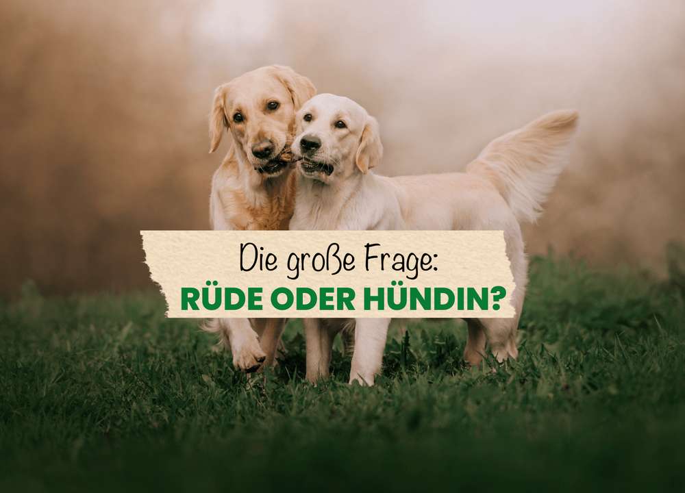 Blog-Die große Frage: Rüde oder Hündin?-Bild