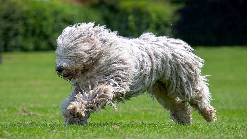 Hunderassen-Komondor-Bild