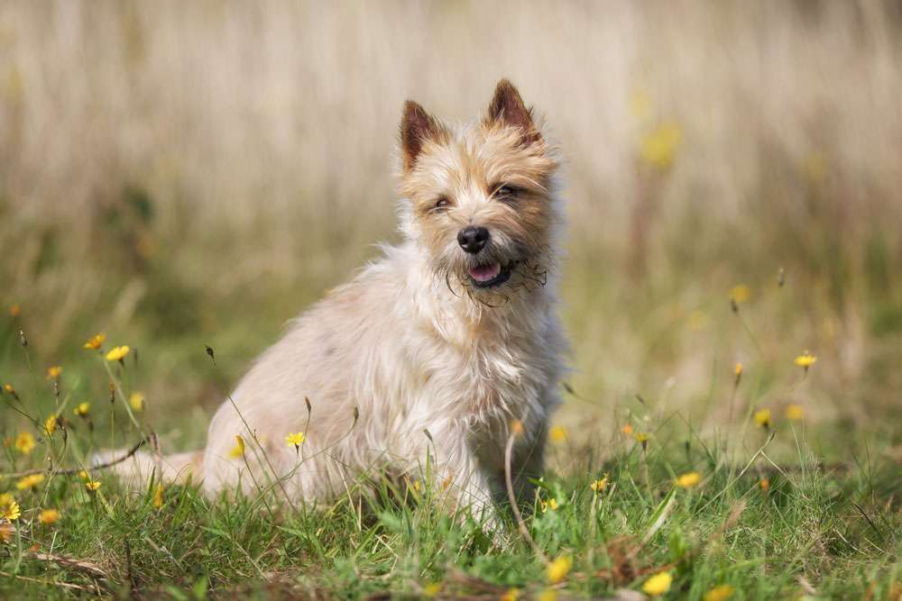 Hunderassen-Cairn Terrier -Bild