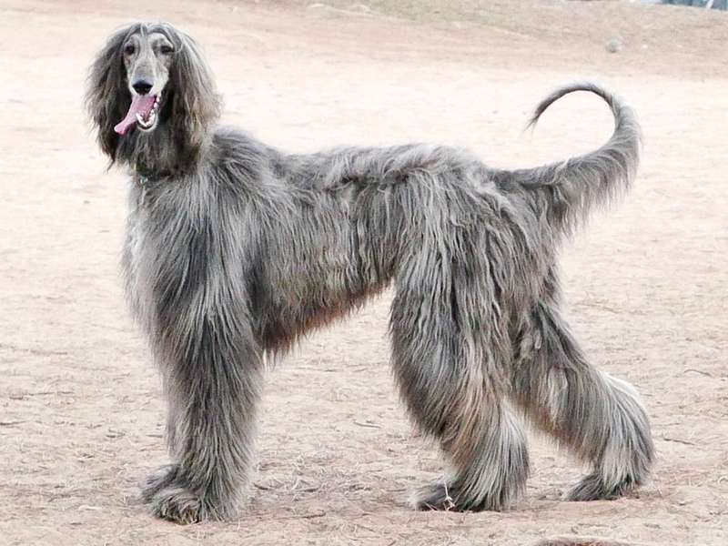 Afghanischer Windhund 