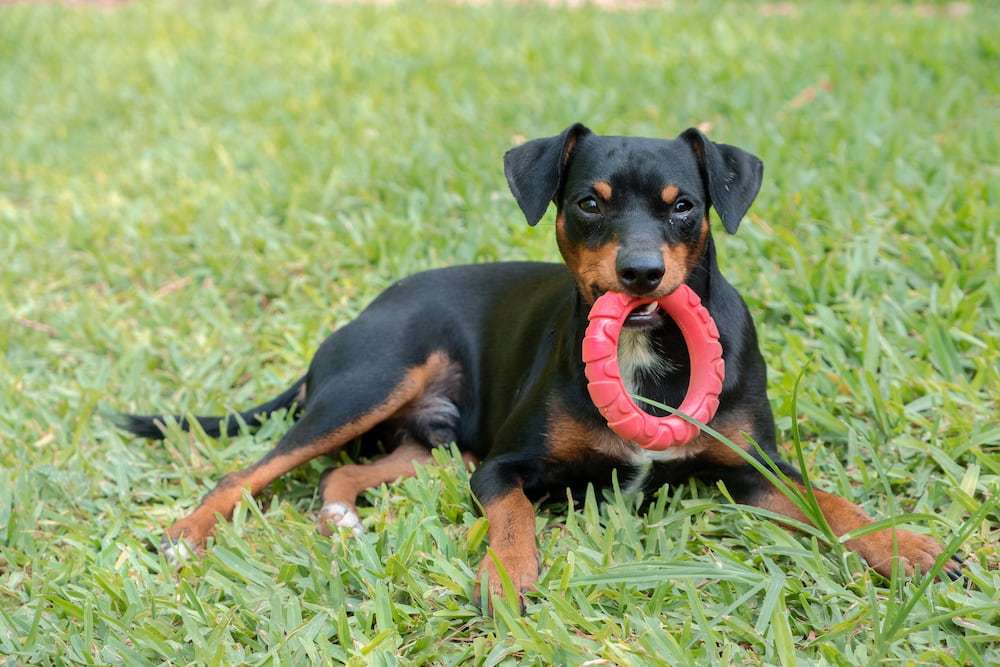 Hunderassen-Zwergpinscher-Bild