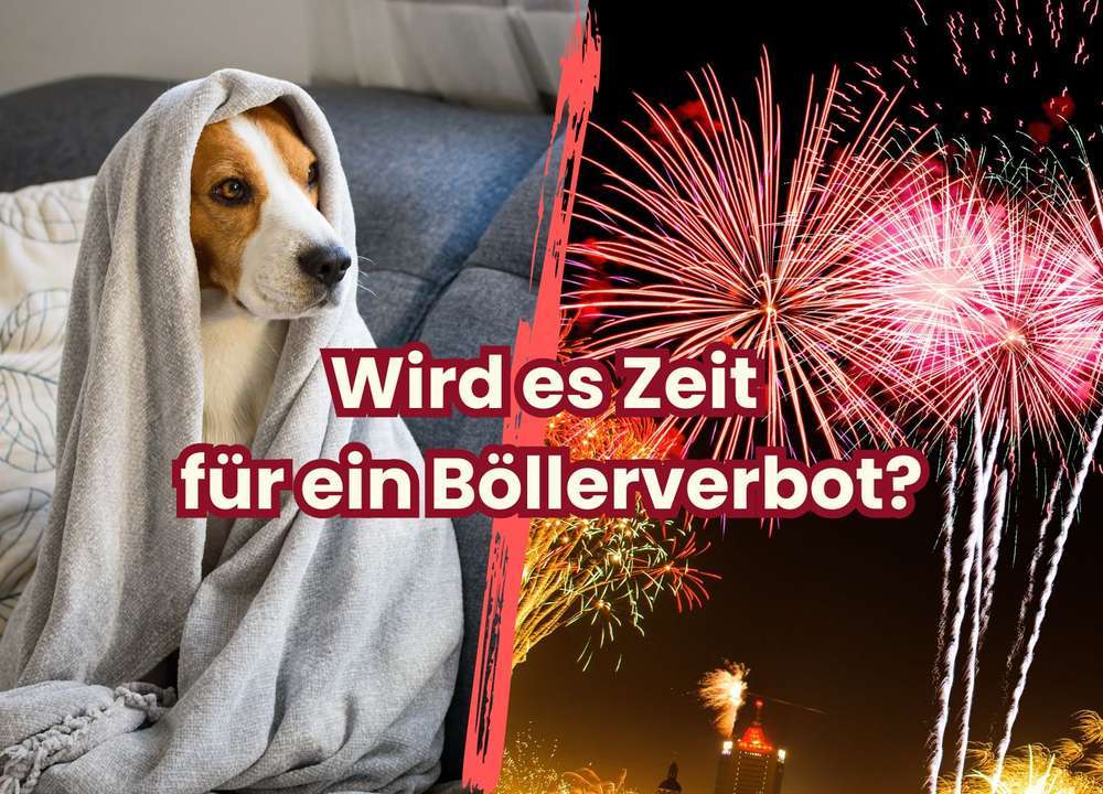 Blog-Sollten Böller und Feuerwerkskörper an Silvester verboten werden? Eine Diskussion aus der Perspektive von Hundemenschen-Bild