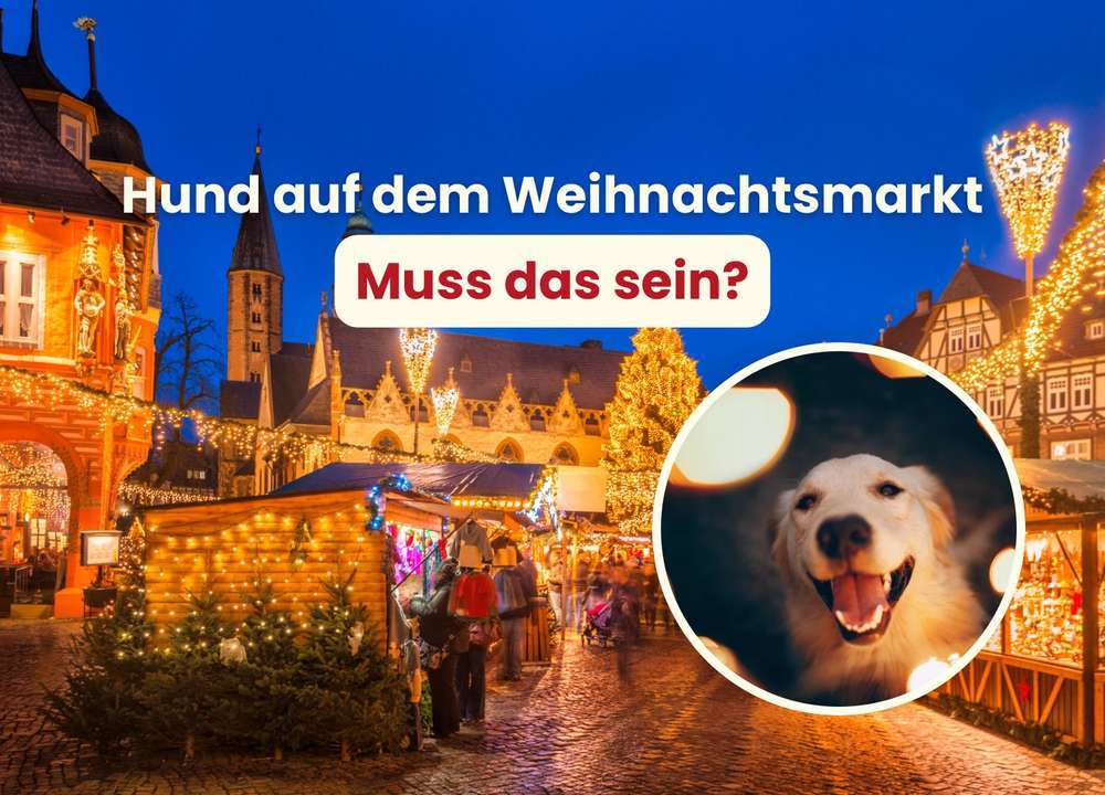 Mit Hund auf den Weihnachtsmarkt? | Warum Hunde nicht auf Weihnachtsmärkte gehören