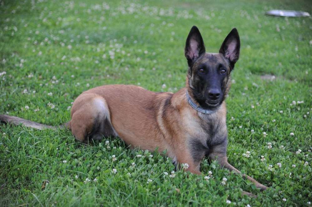 Hunderassen-Malinois-Bild