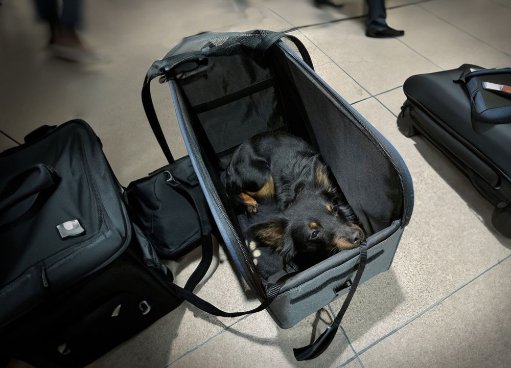 Pablo in der Flugtasche, er liegt entspannt in der Tasche