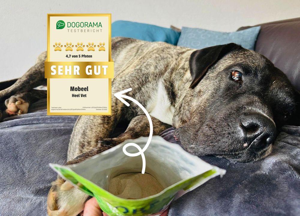 Hund Buddy mit Mobeel