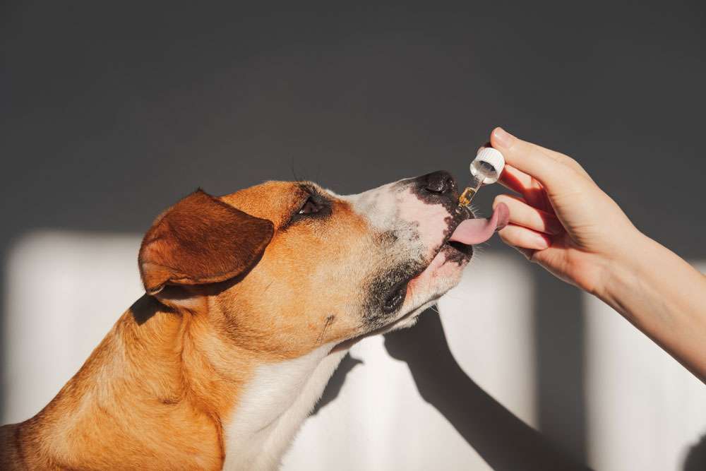 Blog-Hype oder Heilmittel? Das steckt hinter CBD für Hunde-Bild