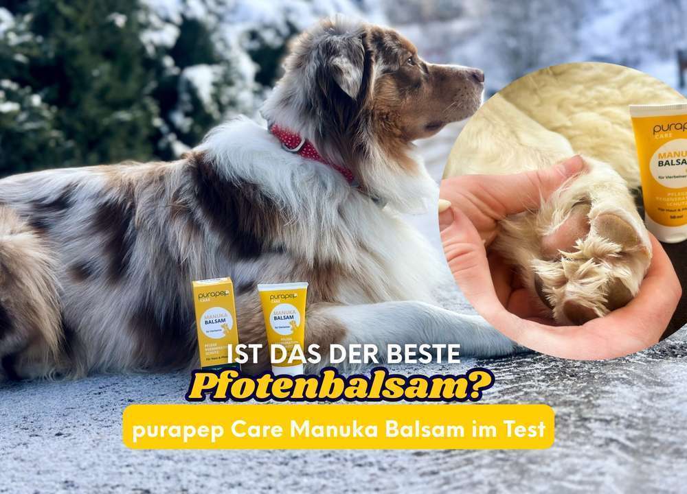 Blog-Wie der purapep Care Manuka Balsam die Pfoten meiner Hündin veränderte | Dogorama Testbericht inkl. Community- und Tierarztbewertung-Bild