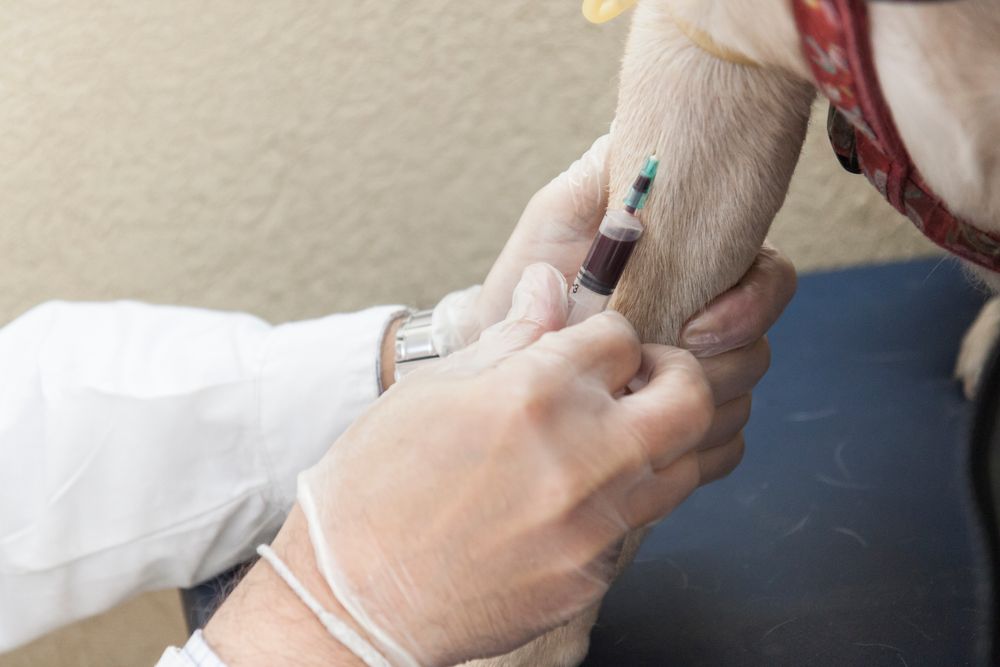Tierarzt entnimmt Blut an Hundebeine