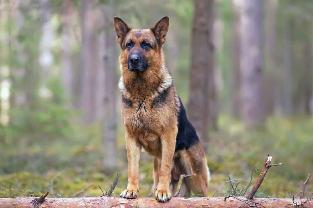Hunderassen-Deutscher Schäferhund-Bild
