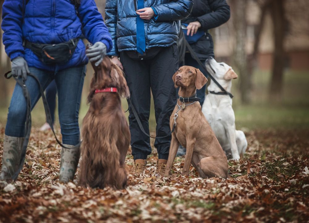 drei Menschen mit drei Hunden beim Training