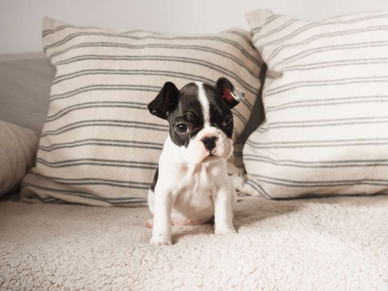 Boston Terrier Welpe