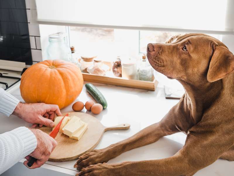 Mann kocht etwas mit Kürbis und lässt seinen Hund zuschauen