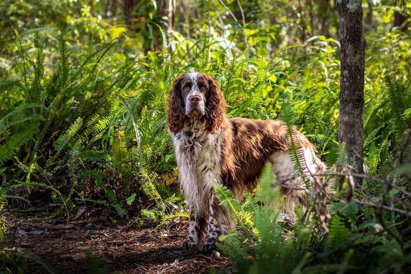 English Springer Spaniel