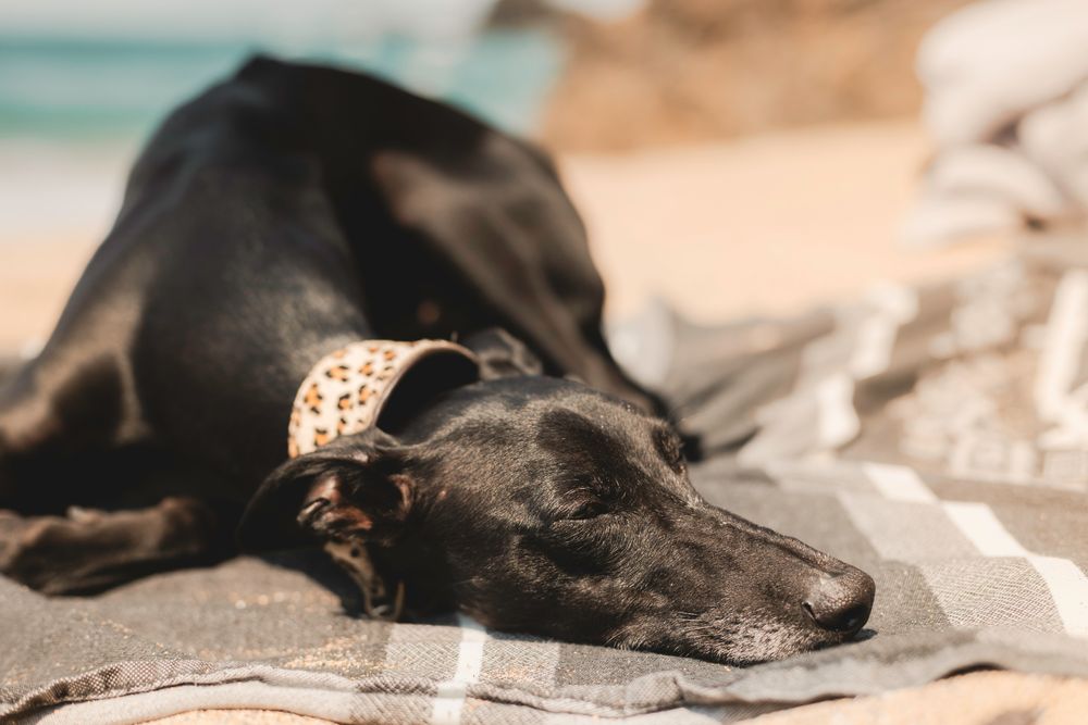 Hund auf Decke am Strand