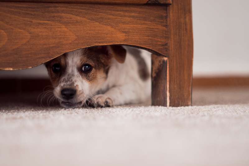 Ängstlicher Hund versteckt sich unter dem Bett