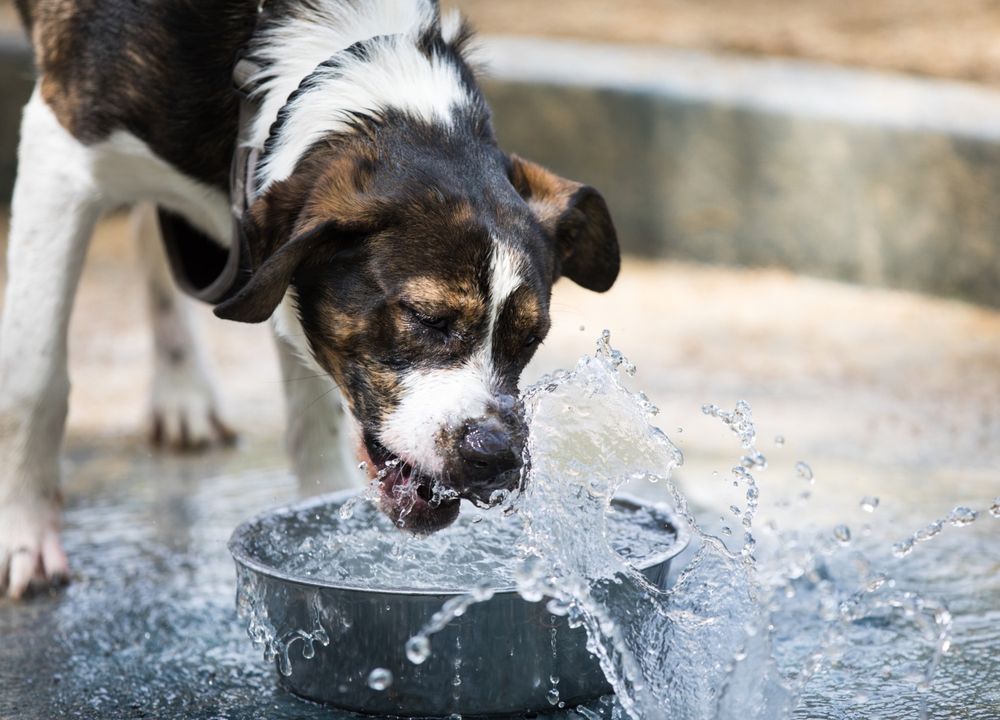 Hund trinkt Wasser