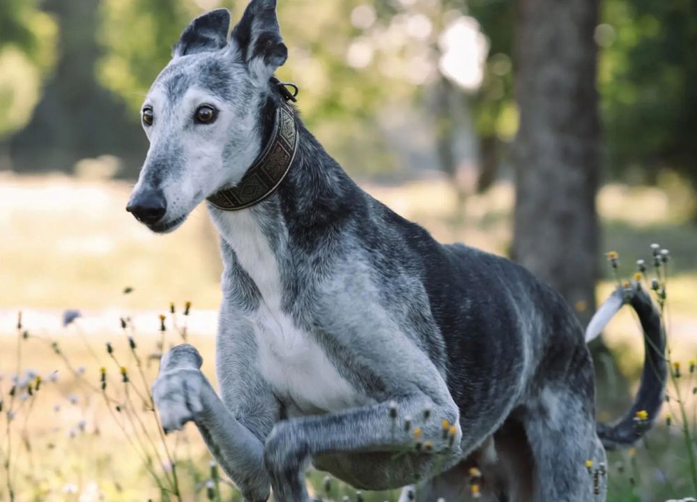 Älterer Hund springt über Wiese