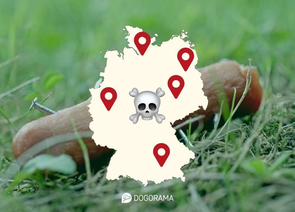 Die gefährlichste Stadt für Hunde im Jahr 2024: Dogorama veröffentlicht aktuelle Giftköder-Zahlen und gibt Tipps zum Schutz der Hunde