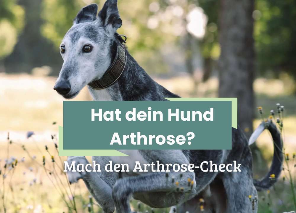 Arthrose bei Hunden: Ursachen, Symptome und Behandlungsmöglichkeiten | Arthrose Check