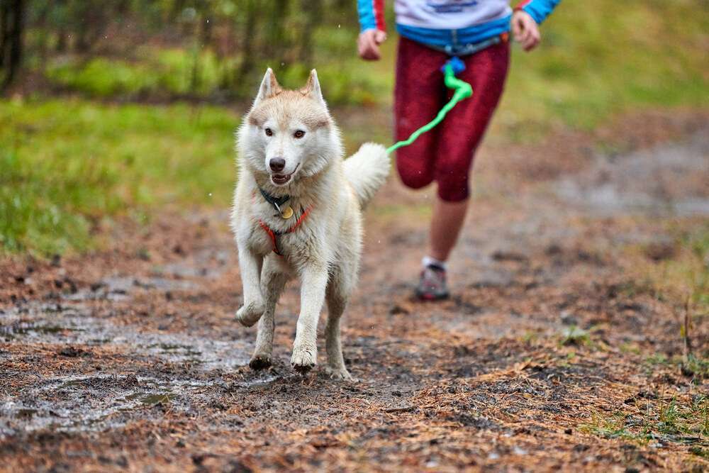 Blog-Sportarten für dich und deinen Hund - gemeinsam glücklich und gesund-Bild