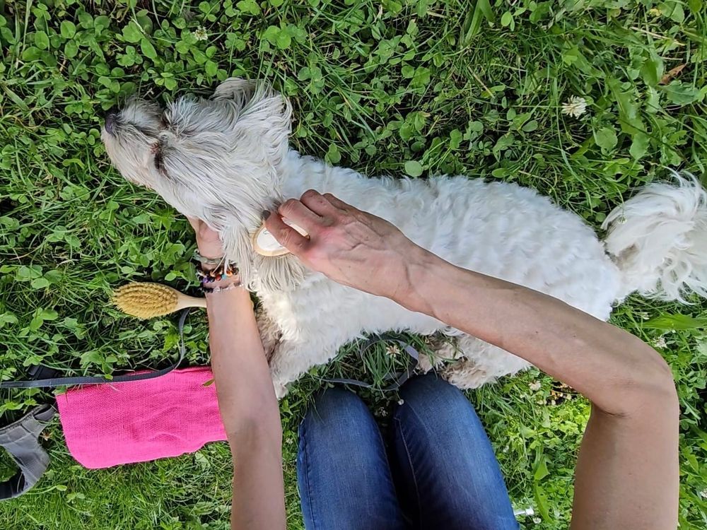 Energetische Massage bei Hund