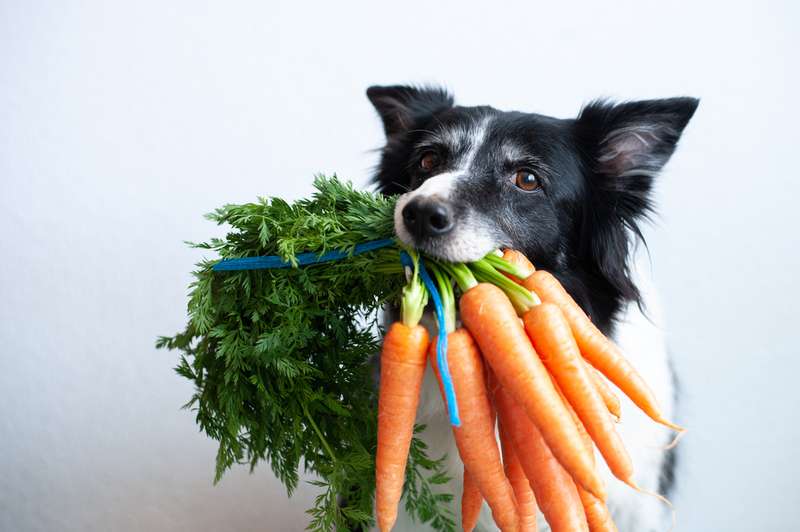 Borden Collie mit einem Bund Karotten im Fang