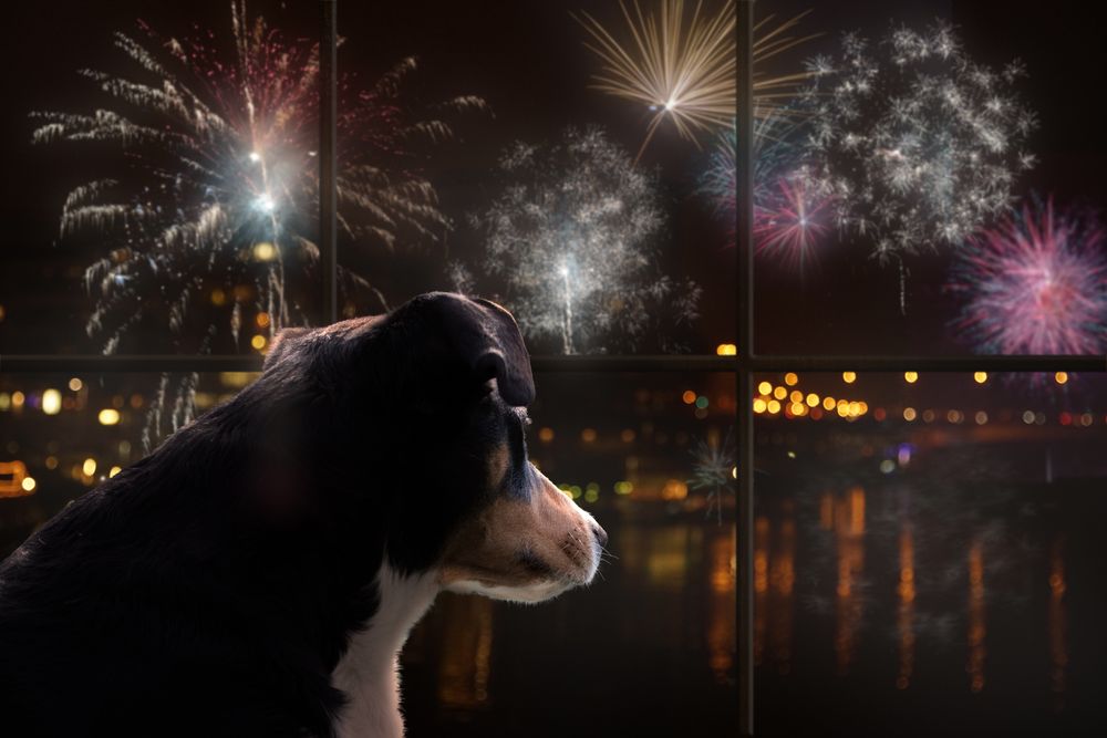Hund sitzt hinter Fensterscheibe, draußen Feuerwerk