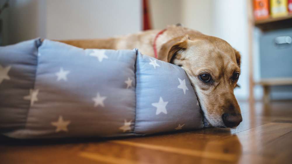 Blog-Durchfall bei Hunden: Ursachen erkennen und wirksame Hausmittel nutzen-Bild