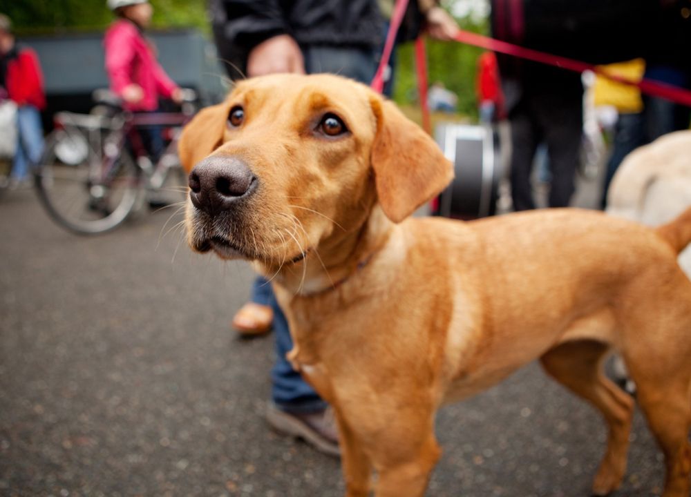 Hund an der Leine zwischen Menschen